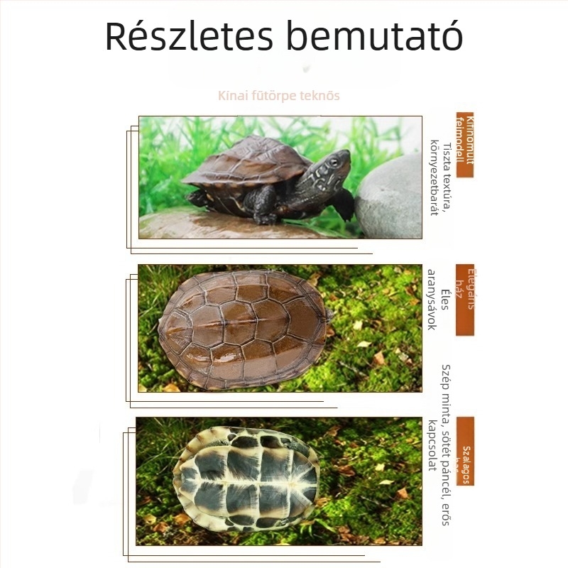 Kínai teknős, dekoratív fiatal példány