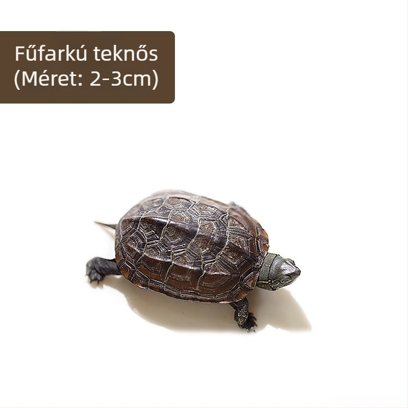 Kínai teknős, dekoratív fiatal példány