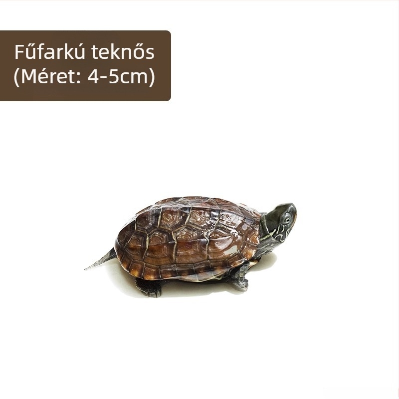 Kínai teknős, dekoratív fiatal példány
