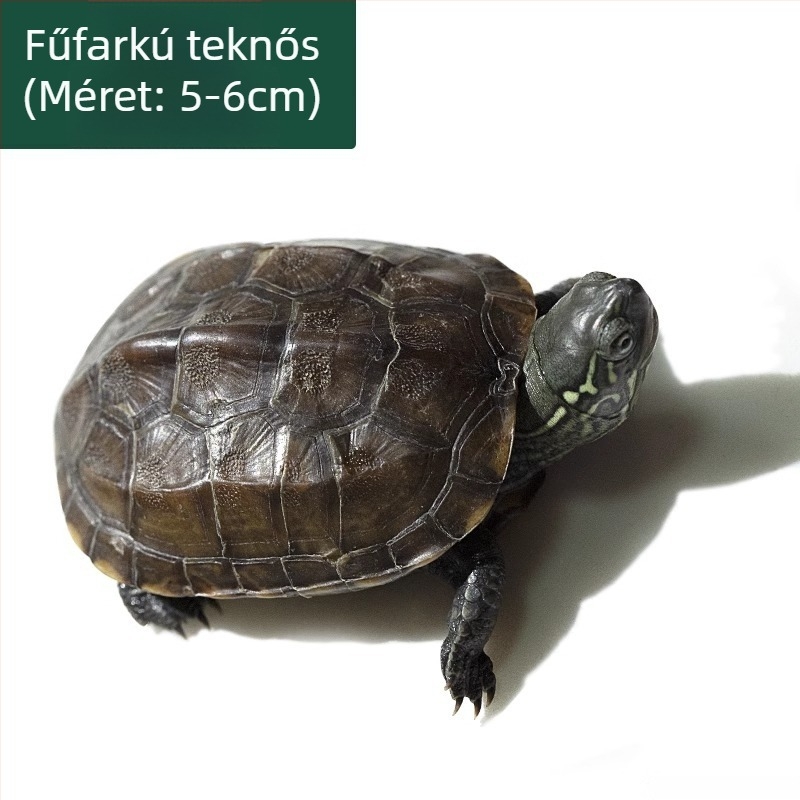 Kínai teknős, dekoratív fiatal példány