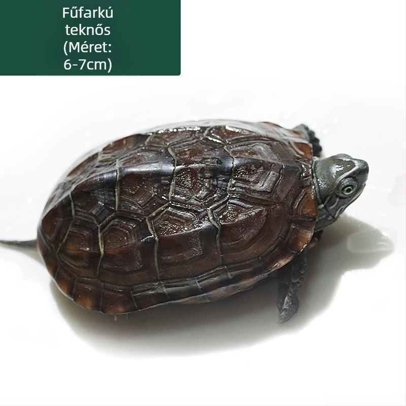 Kínai teknős, dekoratív fiatal példány