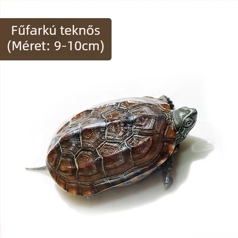 Kínai teknős, dekoratív fiatal példány