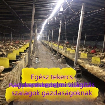 Kültéri LED-szalag 5050 LED-del és CR chip-pel, 11.52W/m, 220V, kültéri reklámhoz