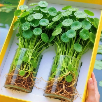 Hidropónikus Pennywort növény beltéri légtisztításra, irodai asztalhoz, örökzöld egész évben, optimális hőmérséklet 25°C, semleges világítás