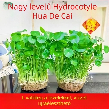 Hidropónikus Pennywort növény beltéri légtisztításra, irodai asztalhoz, örökzöld egész évben, optimális hőmérséklet 25°C, semleges világítás