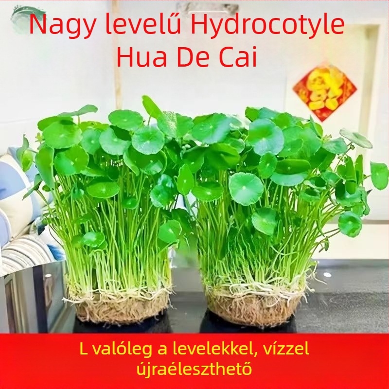 Hidropónikus Pennywort növény beltéri légtisztításra, irodai asztalhoz, örökzöld egész évben, optimális hőmérséklet 25°C, semleges világítás