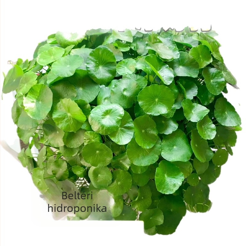 Hidropónikus Pennywort növény beltéri légtisztításra, irodai asztalhoz, örökzöld egész évben, optimális hőmérséklet 25°C, semleges világítás