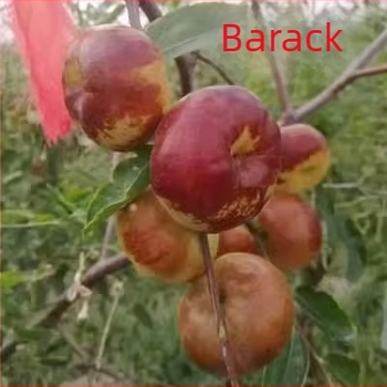 Jujube oltvány, Jingcang No.1 fajta, termés nyár–ősz, ideális cserépben és kertben