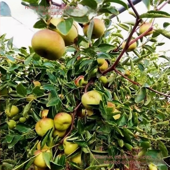 Jujube oltvány, Jingcang No.1 fajta, termés nyár–ősz, ideális cserépben és kertben