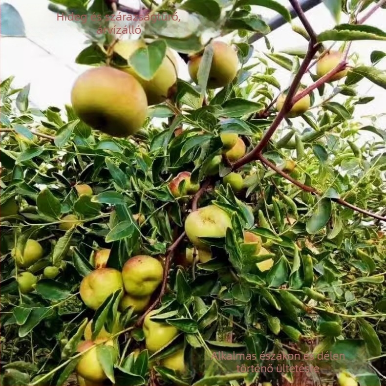 Jujube oltvány, Jingcang No.1 fajta, termés nyár–ősz, ideális cserépben és kertben