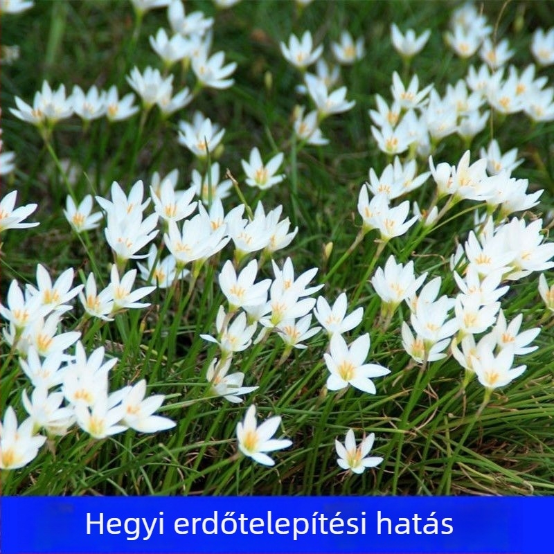 Hagymaorchidea palánták — örökzöld talajtakaró növény, törpe forma, kültéri kerthez, árnyéktűrő, hidegálló