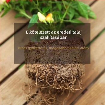 Ehető paprika növény cserépben, erkélyre vagy beltérbe – napos, normál növekedési hőmérséklet