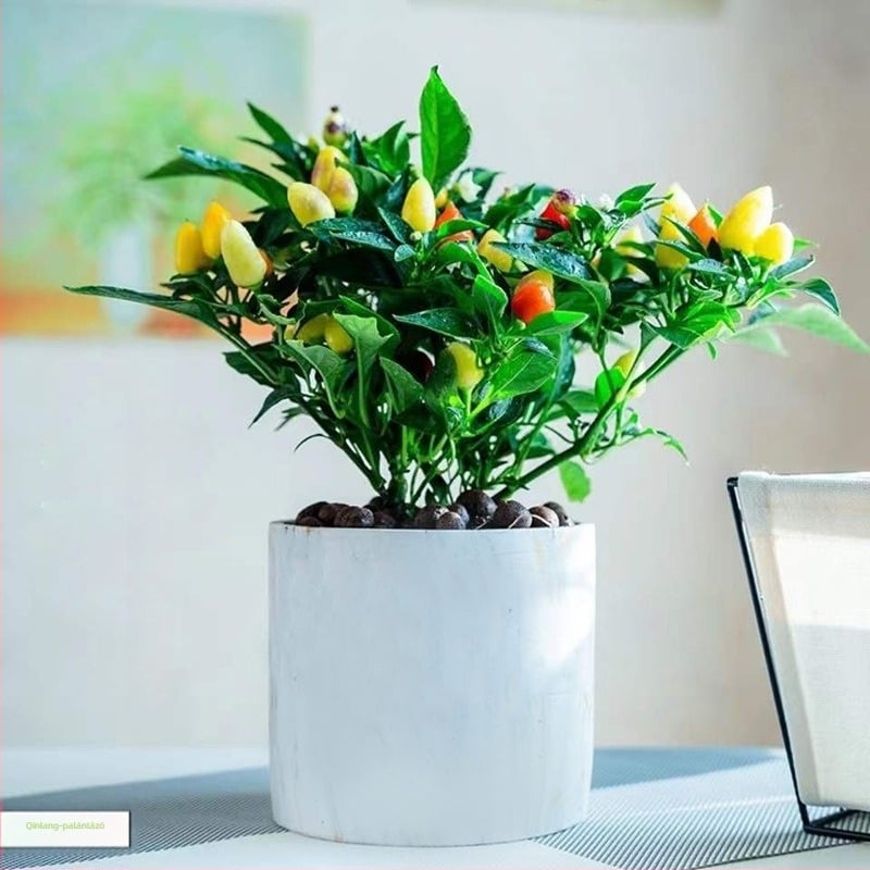 Ehető paprika növény cserépben, erkélyre vagy beltérbe – napos, normál növekedési hőmérséklet