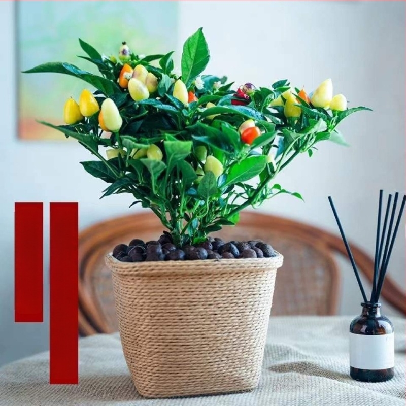 Ehető paprika növény cserépben, erkélyre vagy beltérbe – napos, normál növekedési hőmérséklet