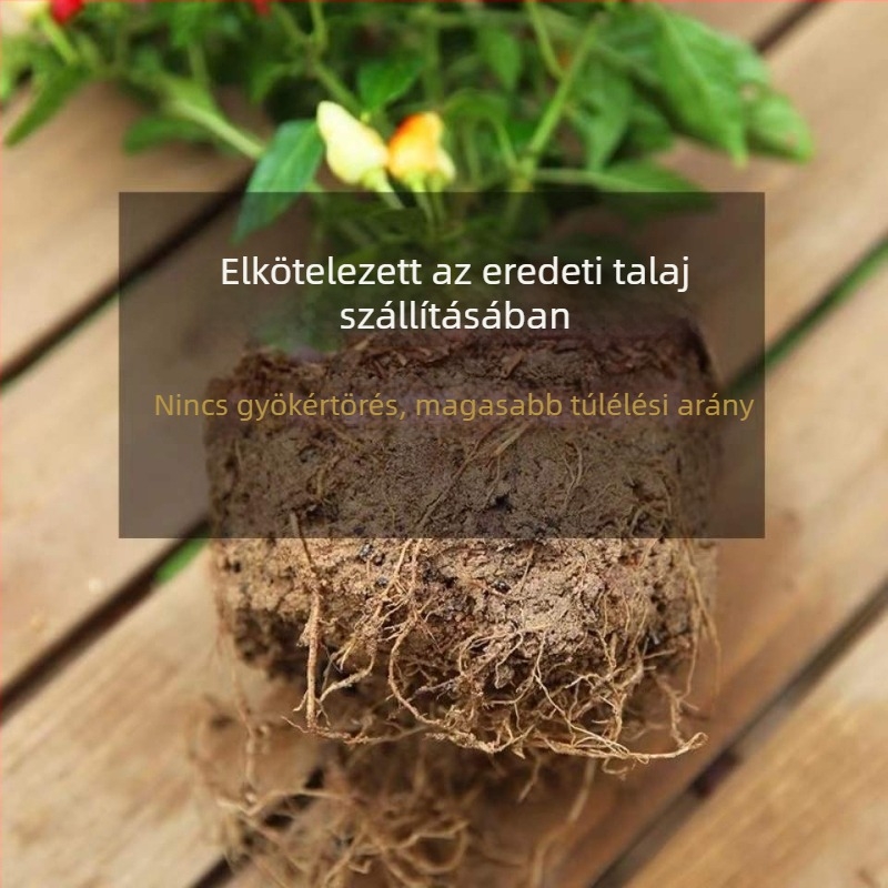 Ehető paprika növény cserépben, erkélyre vagy beltérbe – napos, normál növekedési hőmérséklet