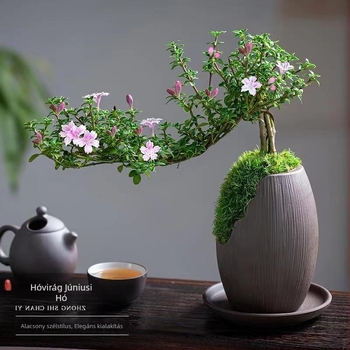 Bonsai: Red Flower June Snow bonsai - Mérsékelt hőmérséklet, Semleges megvilágítás, Semleges öntözés, Stílus: Új kínai stílus, Modern minimalizmus, Megfizethető luxus; Kód 3344