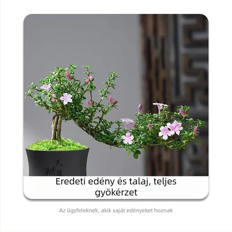 Bonsai: Red Flower June Snow bonsai - Mérsékelt hőmérséklet, Semleges megvilágítás, Semleges öntözés, Stílus: Új kínai stílus, Modern minimalizmus, Megfizethető luxus; Kód 3344