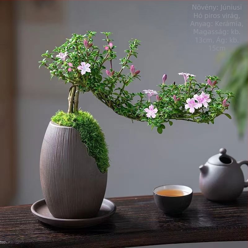 Bonsai: Red Flower June Snow bonsai - Mérsékelt hőmérséklet, Semleges megvilágítás, Semleges öntözés, Stílus: Új kínai stílus, Modern minimalizmus, Megfizethető luxus; Kód 3344