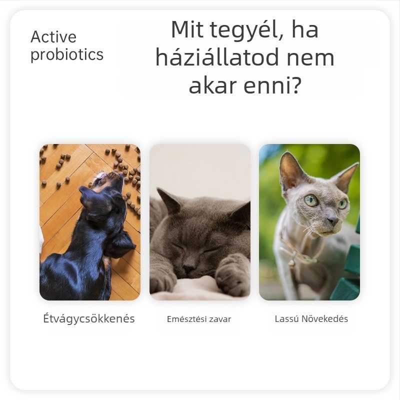 VEGAMAX Kutyák Probiotikus Kiegészítője – Testsúlynöveléshez, GI egészséghez és válogatós evőknek