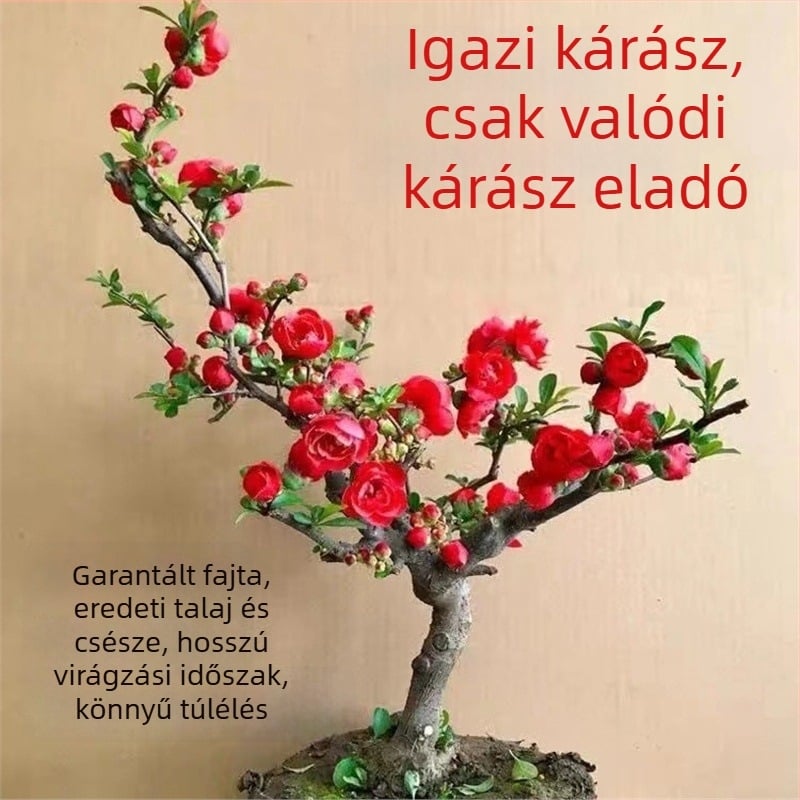 Begónia bonsai Longevity Crown virágalátéttel, beltéri és kültéri használatra