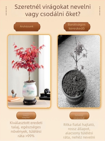 Juhar bonsai beltéri asztali növény érett törzzsel, Jingdezhen kerámia cserépben, Dancer fajta