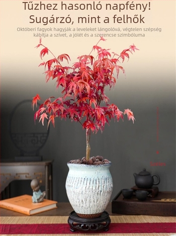 Juhar bonsai beltéri asztali növény érett törzzsel, Jingdezhen kerámia cserépben, Dancer fajta