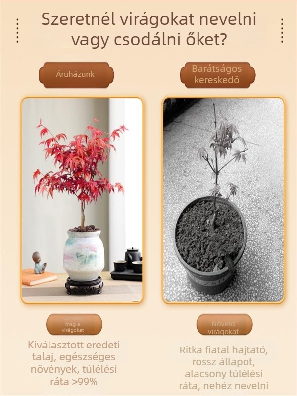 Juhar bonsai beltéri asztali növény érett törzzsel, Jingdezhen kerámia cserépben, Dancer fajta