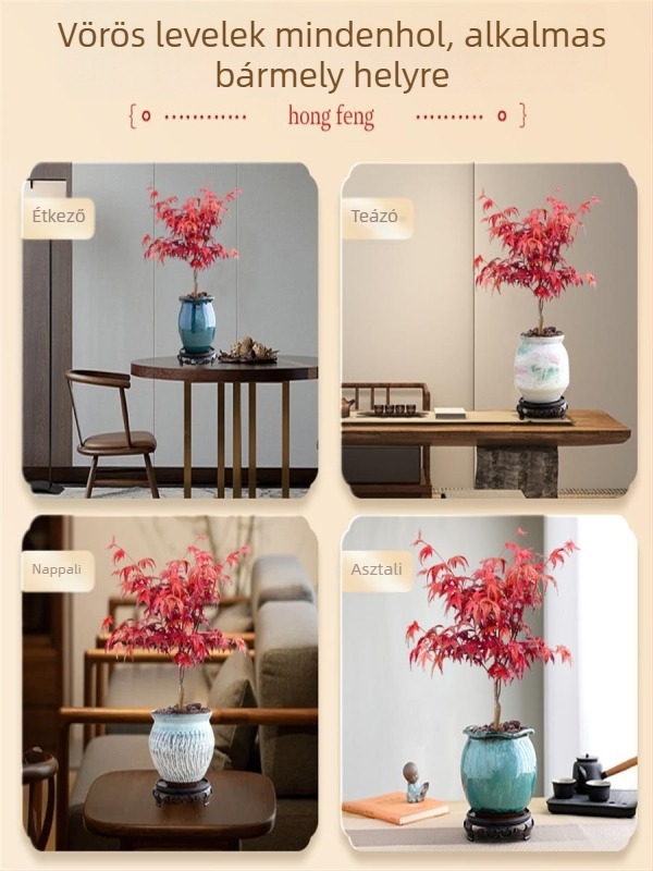 Juhar bonsai beltéri asztali növény érett törzzsel, Jingdezhen kerámia cserépben, Dancer fajta