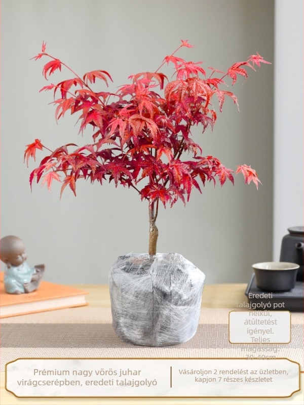 Juhar bonsai beltéri asztali növény érett törzzsel, Jingdezhen kerámia cserépben, Dancer fajta