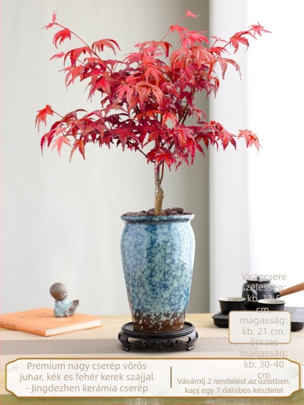 Juhar bonsai beltéri asztali növény érett törzzsel, Jingdezhen kerámia cserépben, Dancer fajta