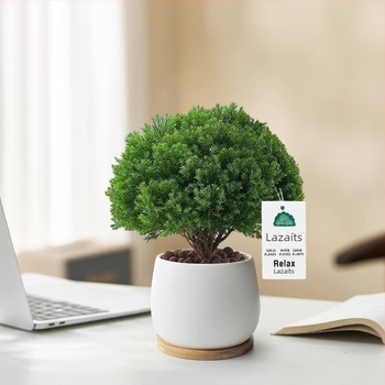 Belső térre való fenyő bonsai, asztali növény, könnyen karbantartható, egész évben — Silver World Gardening