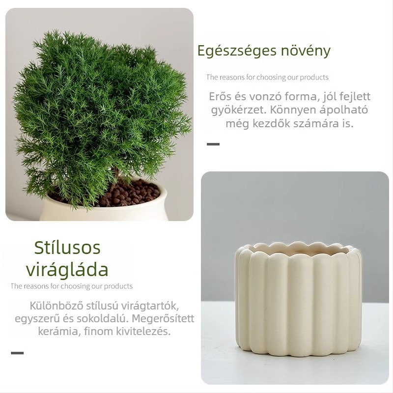 Belső térre való fenyő bonsai, asztali növény, könnyen karbantartható, egész évben — Silver World Gardening