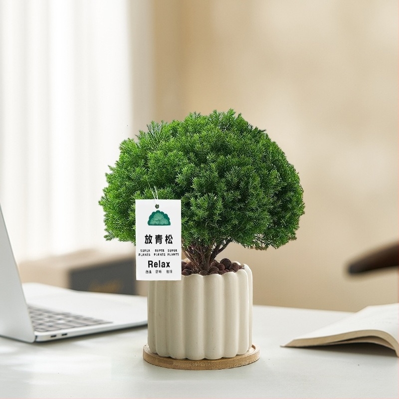 Belső térre való fenyő bonsai, asztali növény, könnyen karbantartható, egész évben — Silver World Gardening