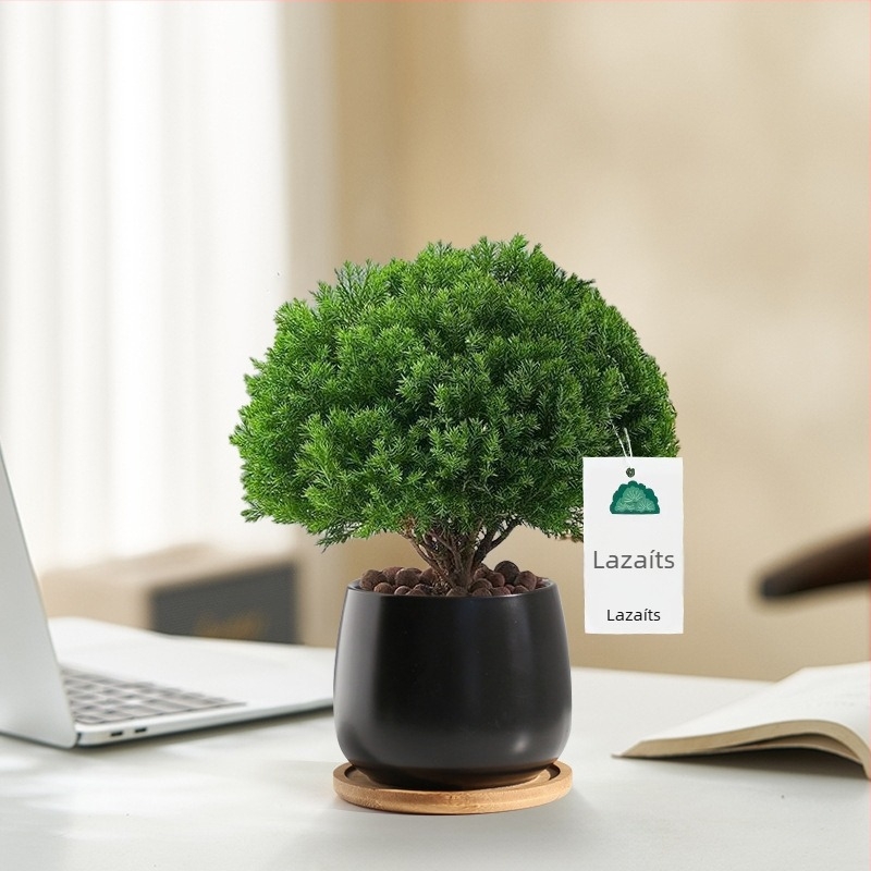 Belső térre való fenyő bonsai, asztali növény, könnyen karbantartható, egész évben — Silver World Gardening