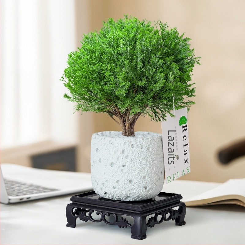 Belső térre való fenyő bonsai, asztali növény, könnyen karbantartható, egész évben — Silver World Gardening