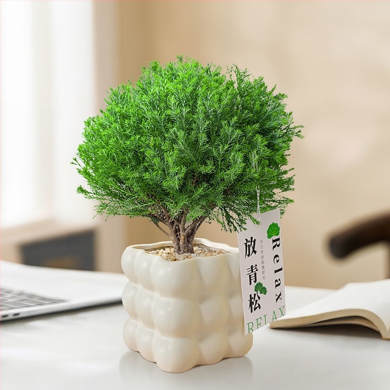 Belső térre való fenyő bonsai, asztali növény, könnyen karbantartható, egész évben — Silver World Gardening