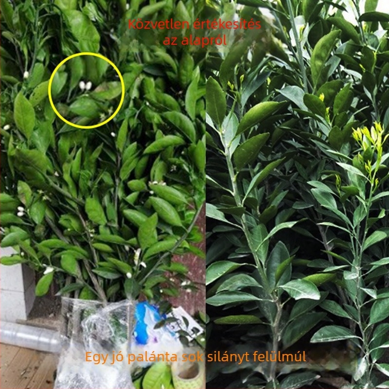 Graftált kumquat csemete cserépbe, termésre 10–12 hónap alatt, Guoxiang márka