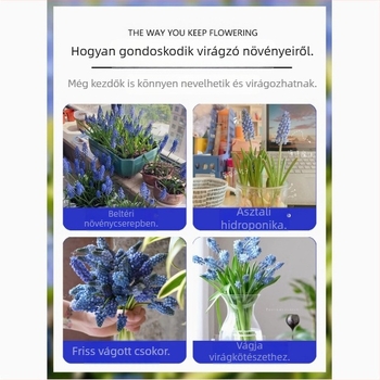 Guoxiang Holland jacint hagymák, talajban vagy hidroponikusan nevelve, tavaszi virágzás, hidegálló, kertre alkalmas, légtisztító