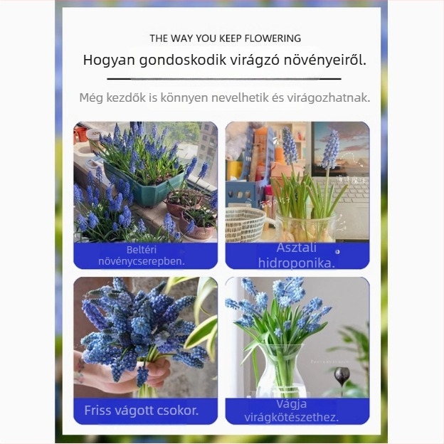 Guoxiang Holland jacint hagymák, talajban vagy hidroponikusan nevelve, tavaszi virágzás, hidegálló, kertre alkalmas, légtisztító