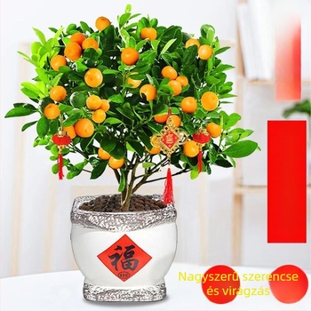 Kumquat Bonsai - palánta, mérsékelt hőmérséklet, semleges megvilágítás, semleges öntözés, új kínai stílus