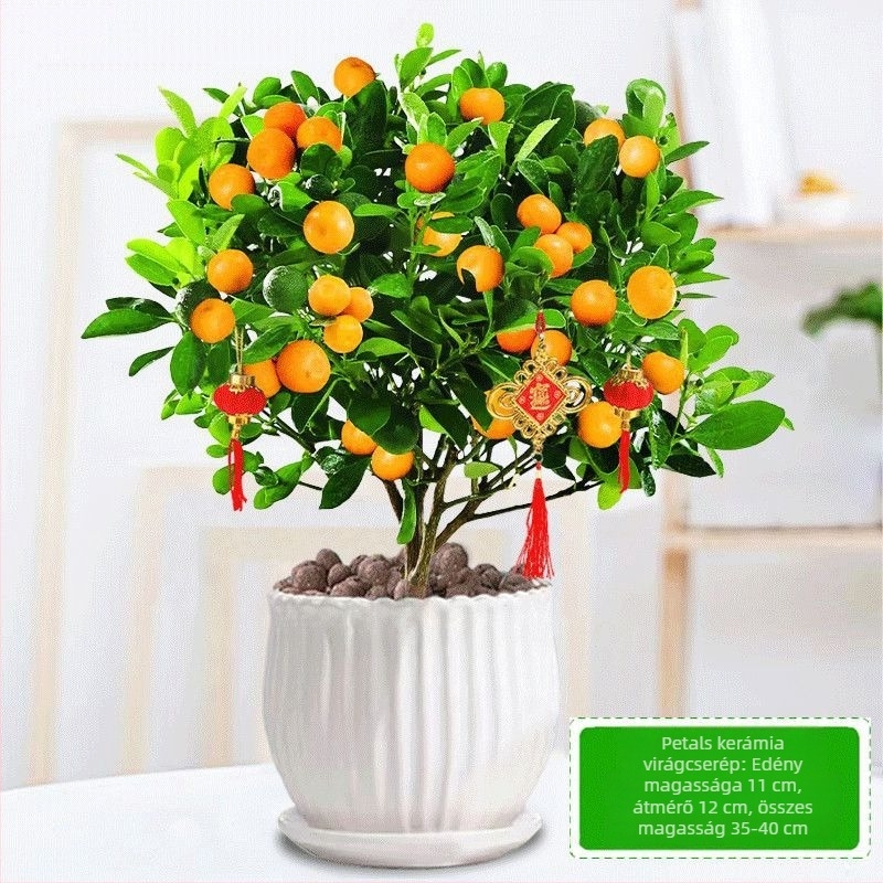 Kumquat Bonsai - palánta, mérsékelt hőmérséklet, semleges megvilágítás, semleges öntözés, új kínai stílus