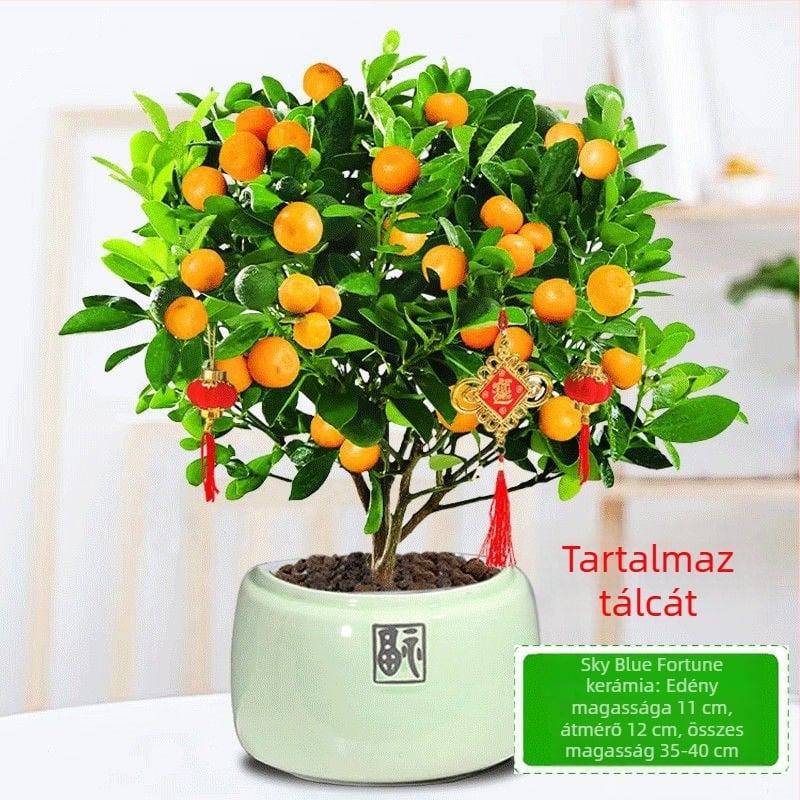 Kumquat Bonsai - palánta, mérsékelt hőmérséklet, semleges megvilágítás, semleges öntözés, új kínai stílus