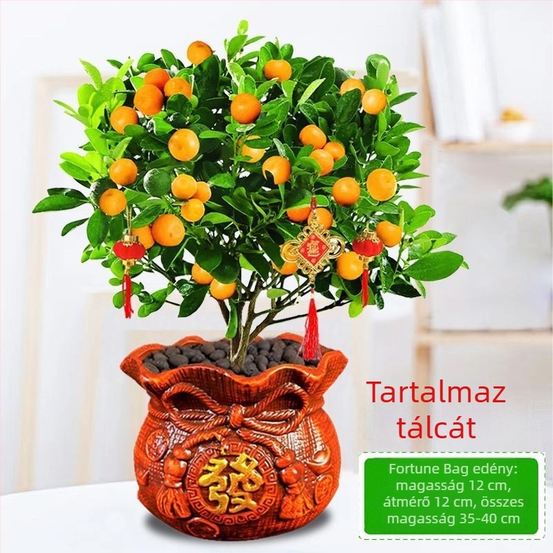 Kumquat Bonsai - palánta, mérsékelt hőmérséklet, semleges megvilágítás, semleges öntözés, új kínai stílus