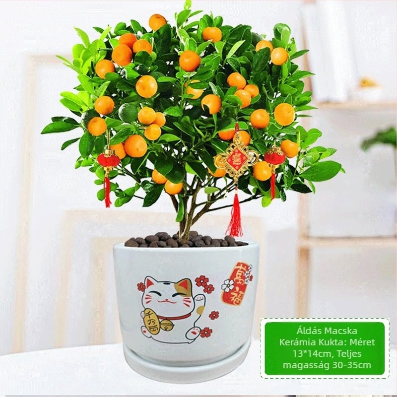Kumquat Bonsai - palánta, mérsékelt hőmérséklet, semleges megvilágítás, semleges öntözés, új kínai stílus