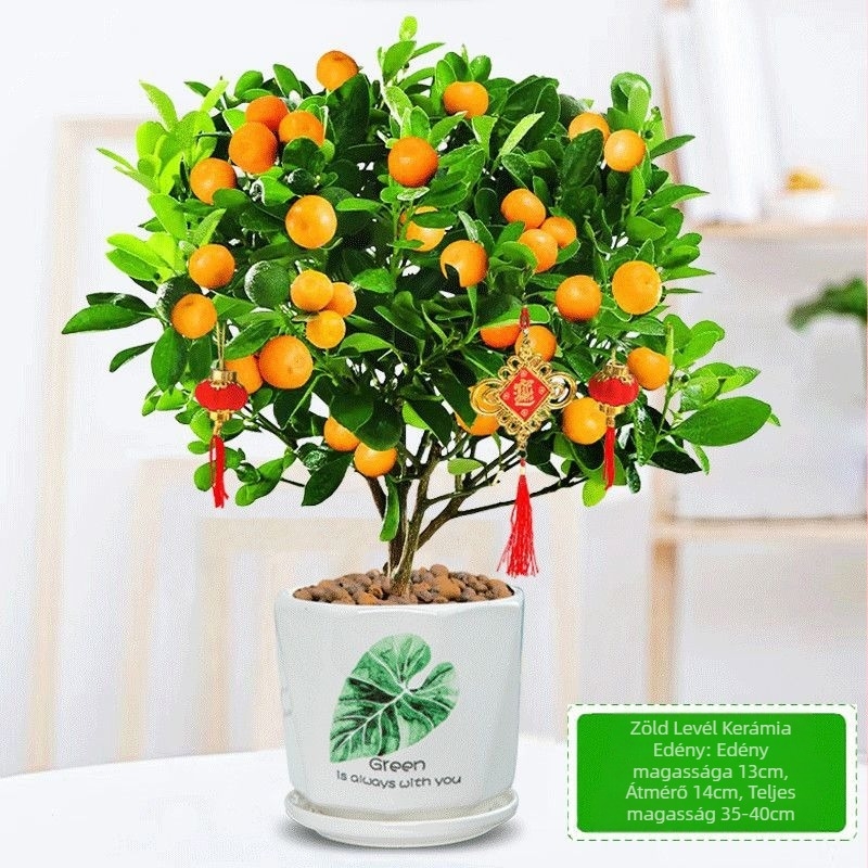 Kumquat Bonsai - palánta, mérsékelt hőmérséklet, semleges megvilágítás, semleges öntözés, új kínai stílus
