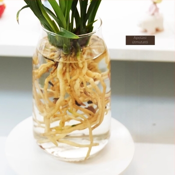 Hidropóniás orchidea hajtás bimbókkal (beltéri, illatos, cserépben)