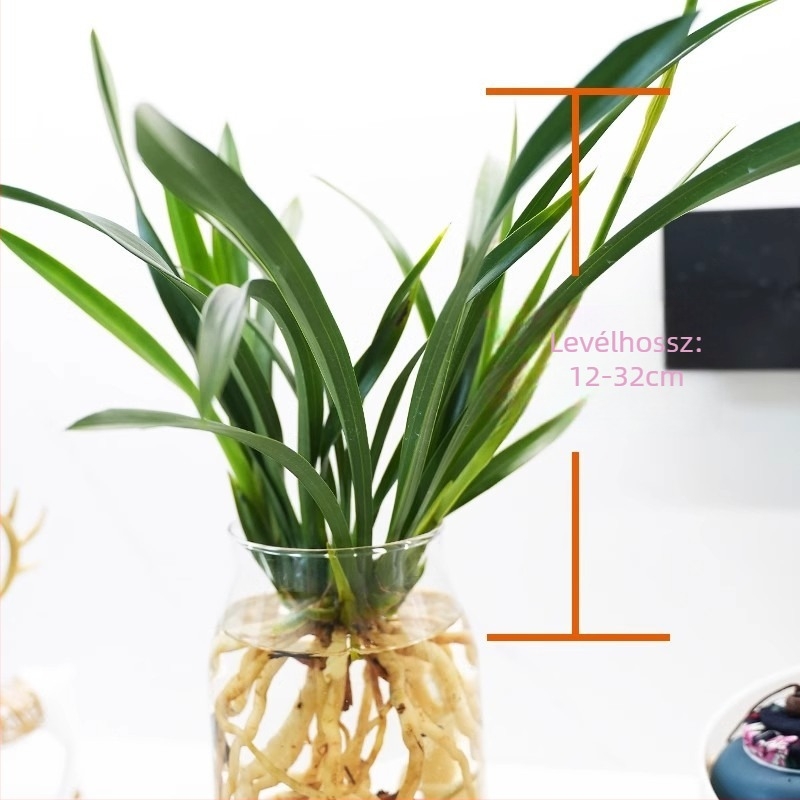 Hidropóniás orchidea hajtás bimbókkal (beltéri, illatos, cserépben)