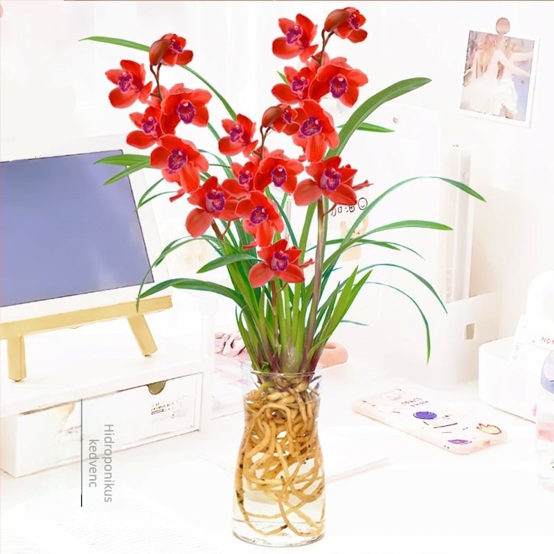 Hidropóniás orchidea hajtás bimbókkal (beltéri, illatos, cserépben)