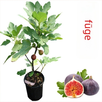 Boji Red négy évszakos fügefa-palánta, cserepben nevelhető, azonos évben terem, Guoxiang márka