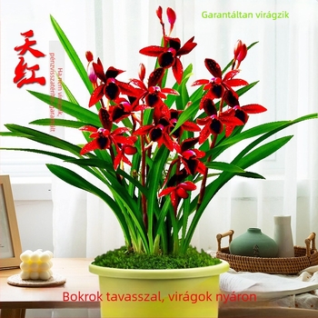 Orchidea palánta, egész évben könnyen nevelhető, illatos beltéri cserepes növény